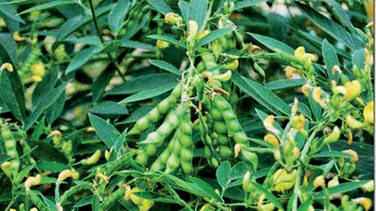 પ્રતિકાત્મક ફાઇલ તસ્વીર