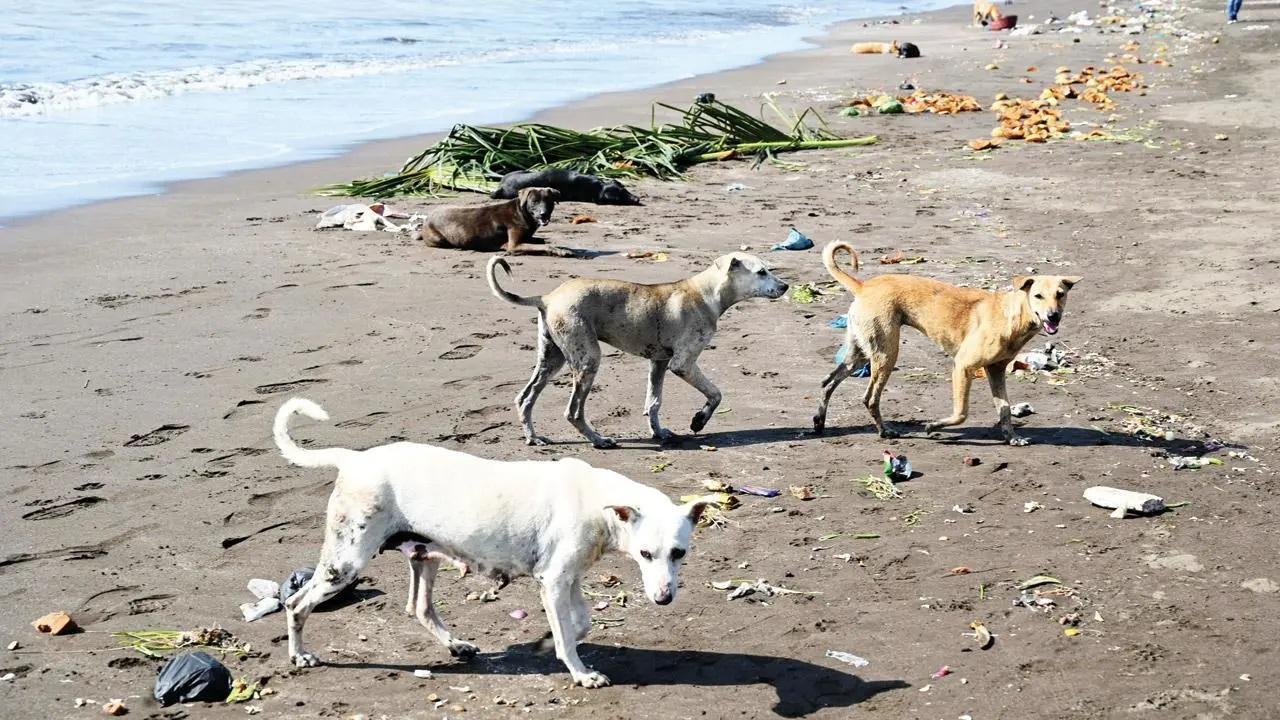 પ્રતીકાત્મક તસવીર