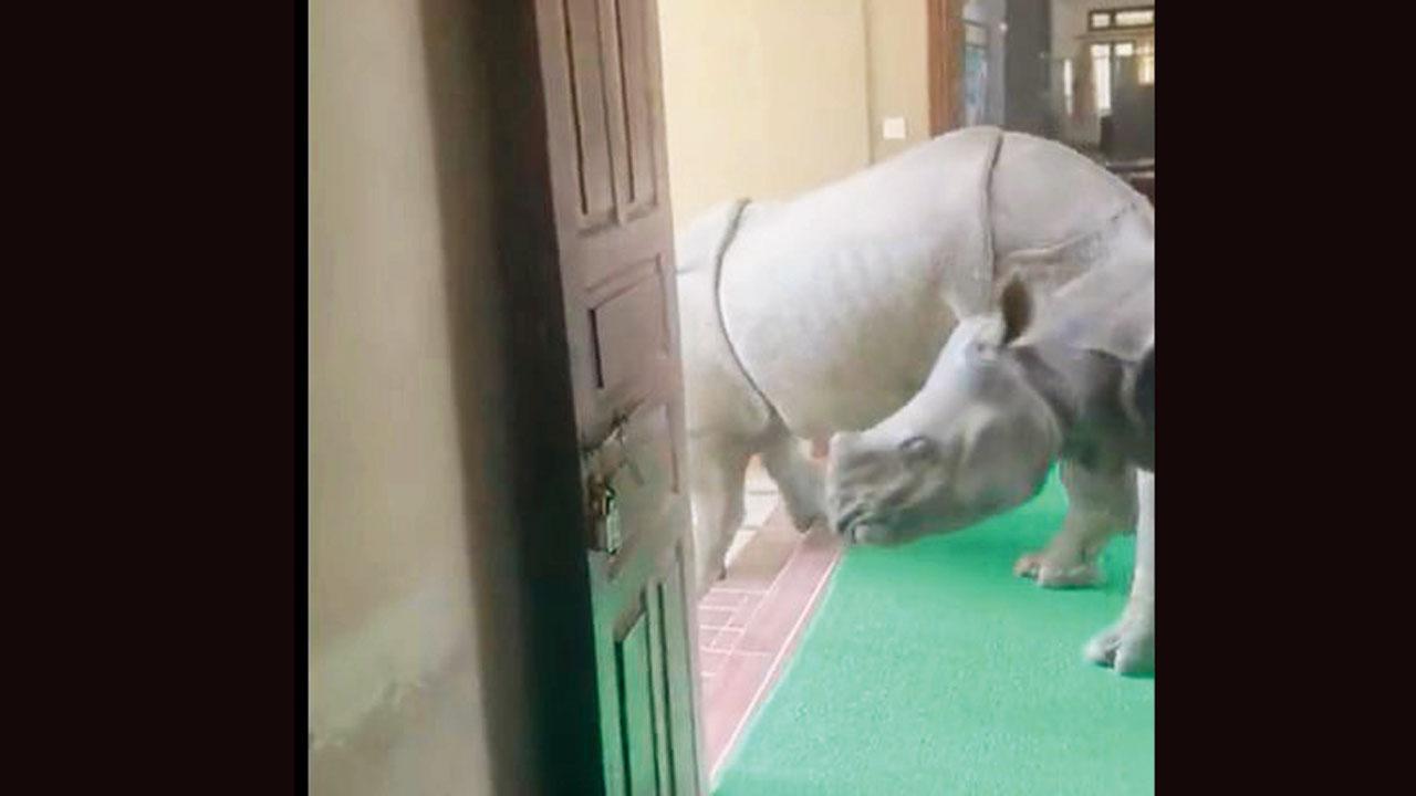 ગેંડા બિલ્ડિંગમાં લટાર મારવા નીકળ્યા