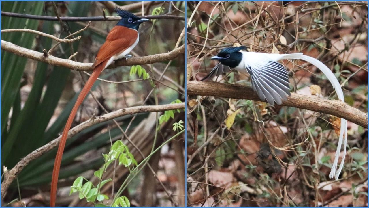 દૂધરાજની ફાઈલ તસવીર (સૌજન્ય રાજેશ જામસંડેકર)