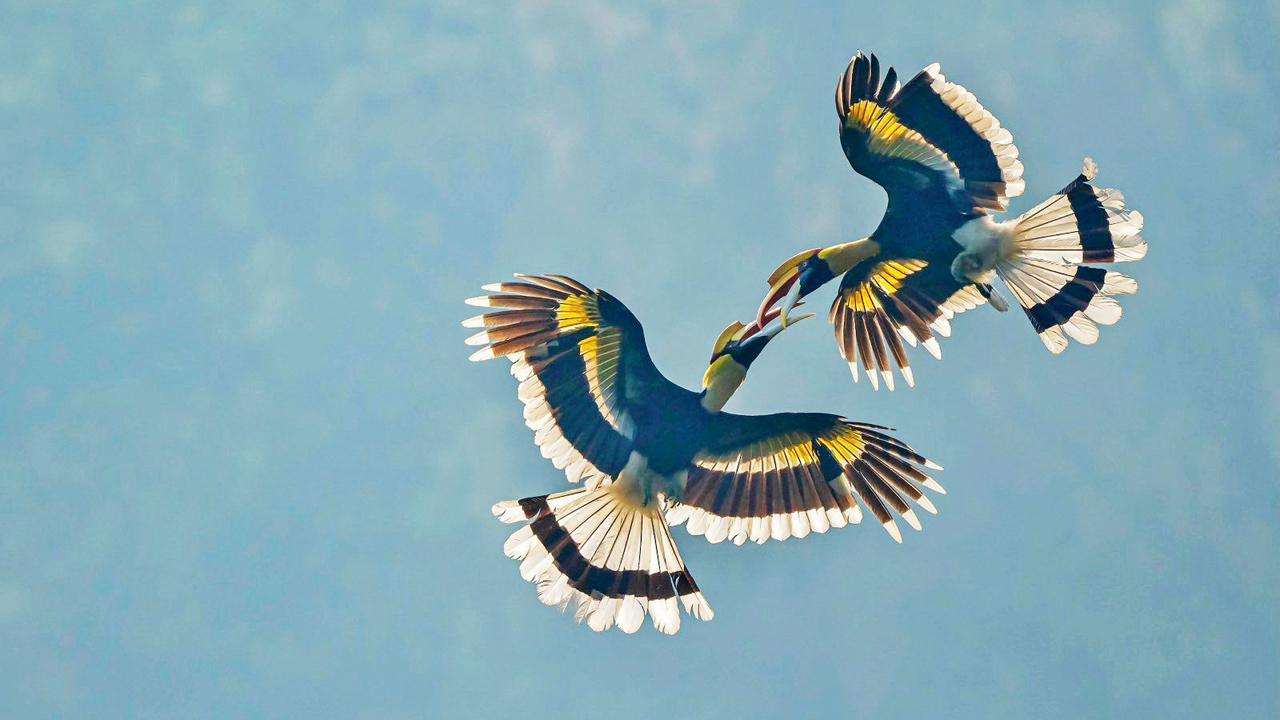 આકાશમાં પક્ષીઓ વચ્ચે યુદ્ધ