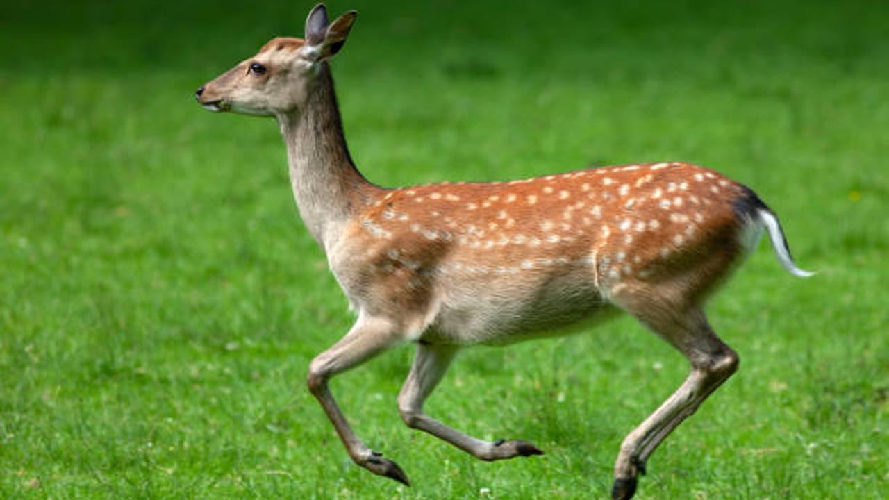 પ્રતીકાત્મક તસવીર (સૌજન્ય આઇસ્ટૉક)