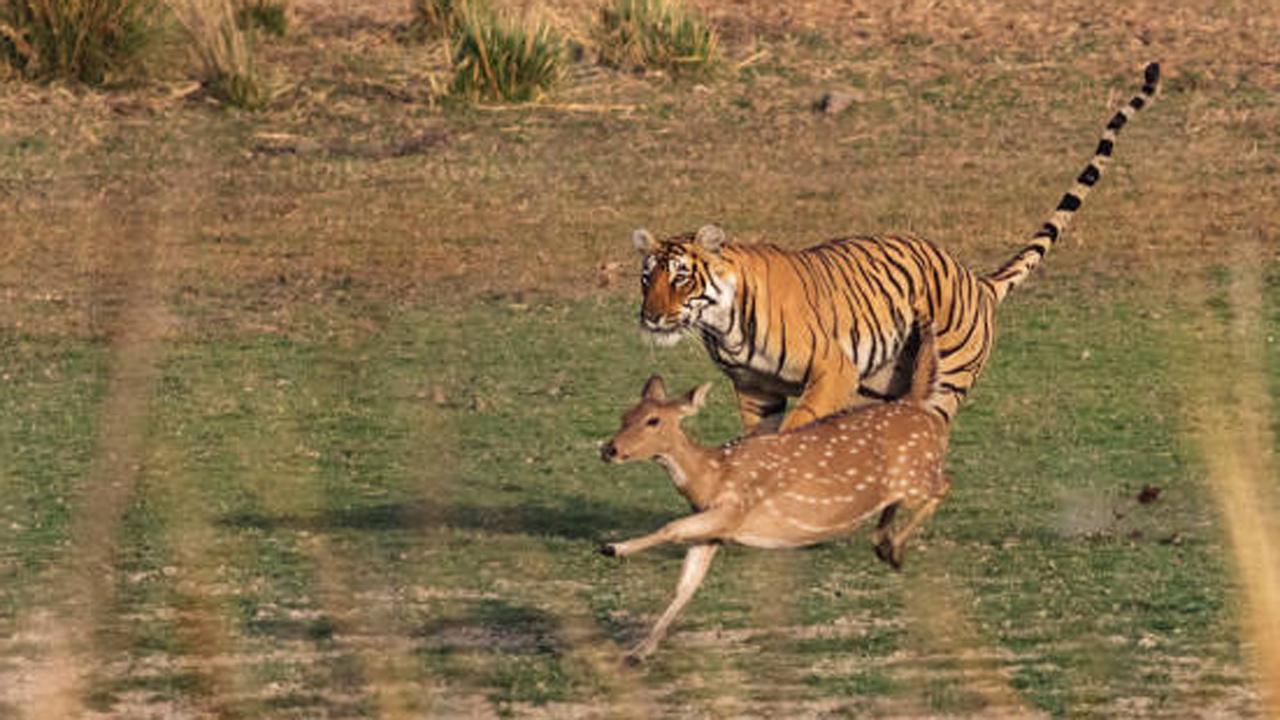 પ્રતીકાત્મક તસવીર (સૌજન્ય આઇસ્ટૉક)