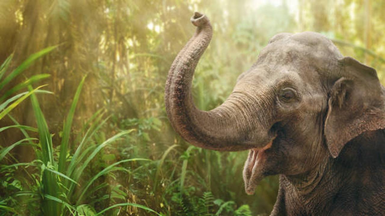 પ્રતીકાત્મક તસવીર (સૌજન્ય આઇસ્ટૉક)