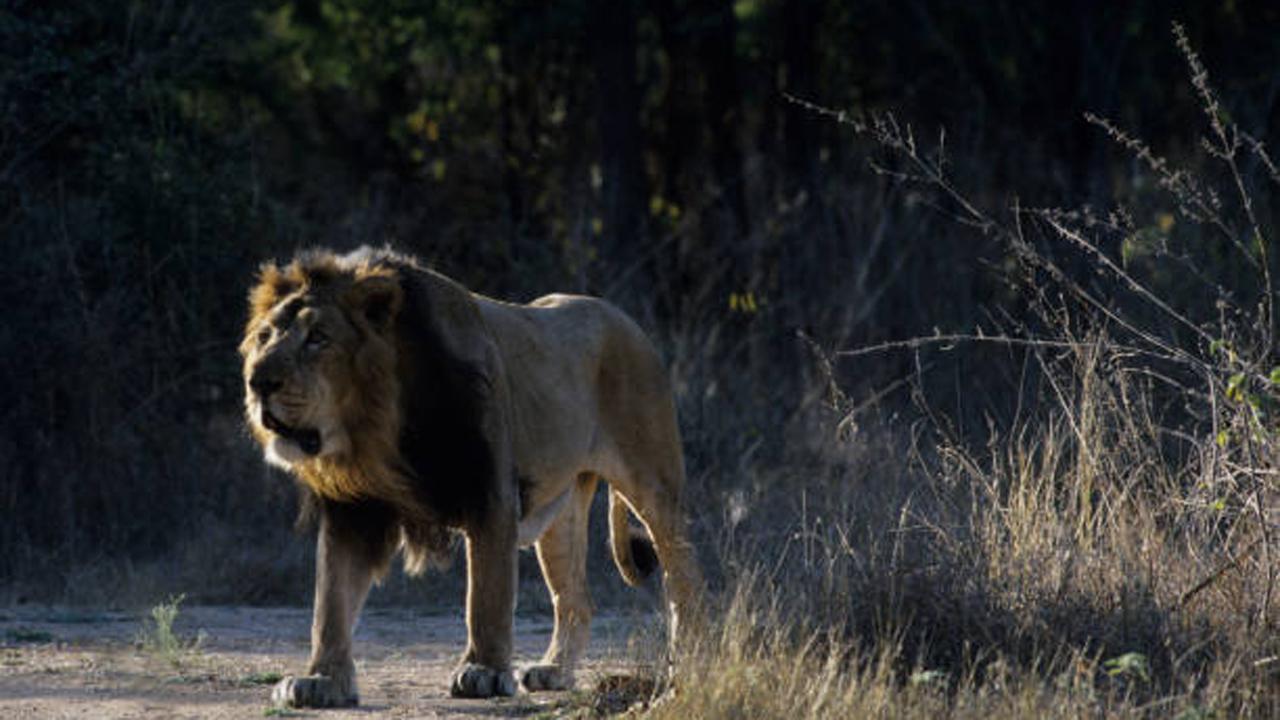 પ્રતીકાત્મક તસવીર (સૌજન્ય આઇસ્ટૉક)