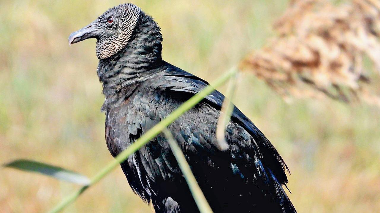કાળા રંગનું ગીધ