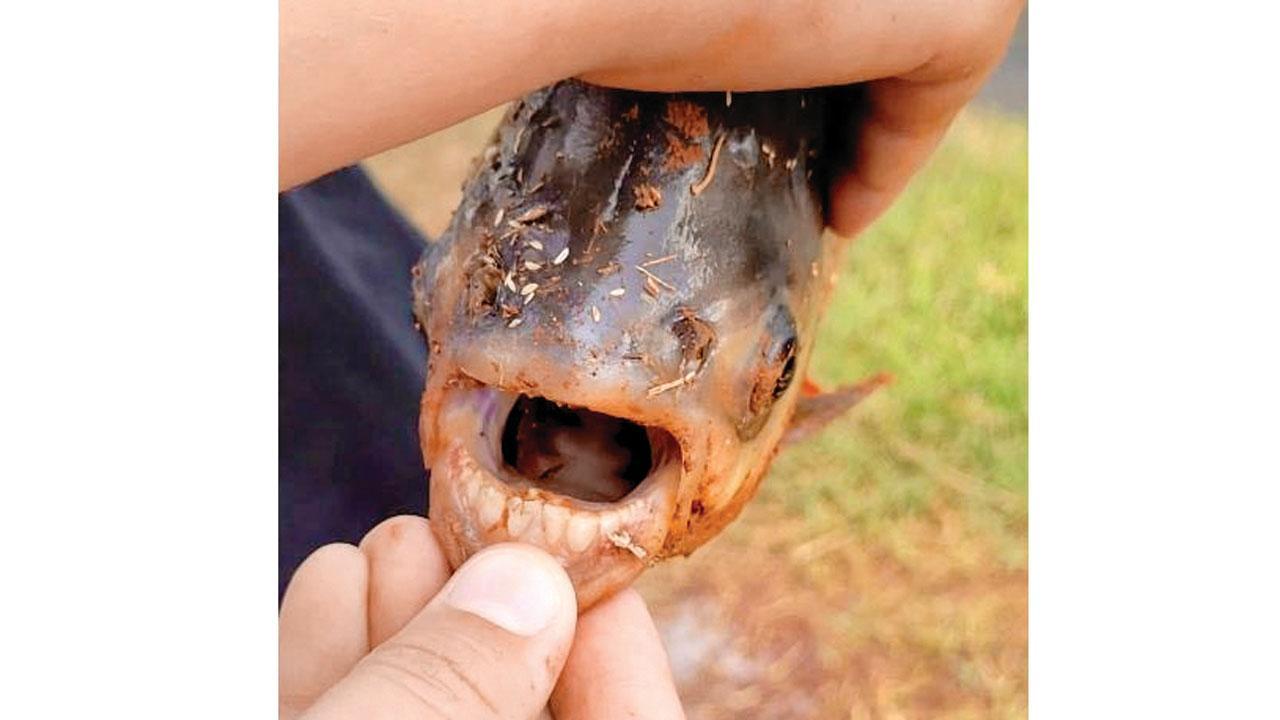 માછીમારે પકડી માણસ જેવા દાંતવાળી માછલી