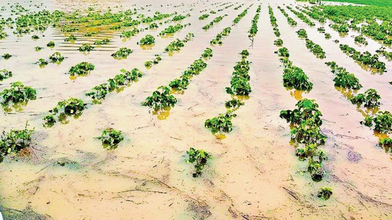 અલ નીનોની આગાહીથી વિપરીત સૌરાષ્ટ્ર-કચ્છમાં અતિભારે વરસાદથી ખેતી-જનજીવનને મોટી અસર 