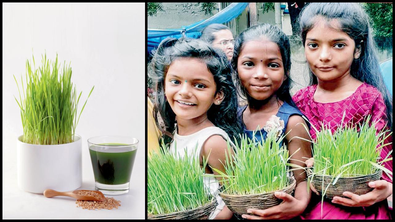 વ્રતમાં પૂજવાલાયક નહીં, પીવાલાયક પણ છે જવારા