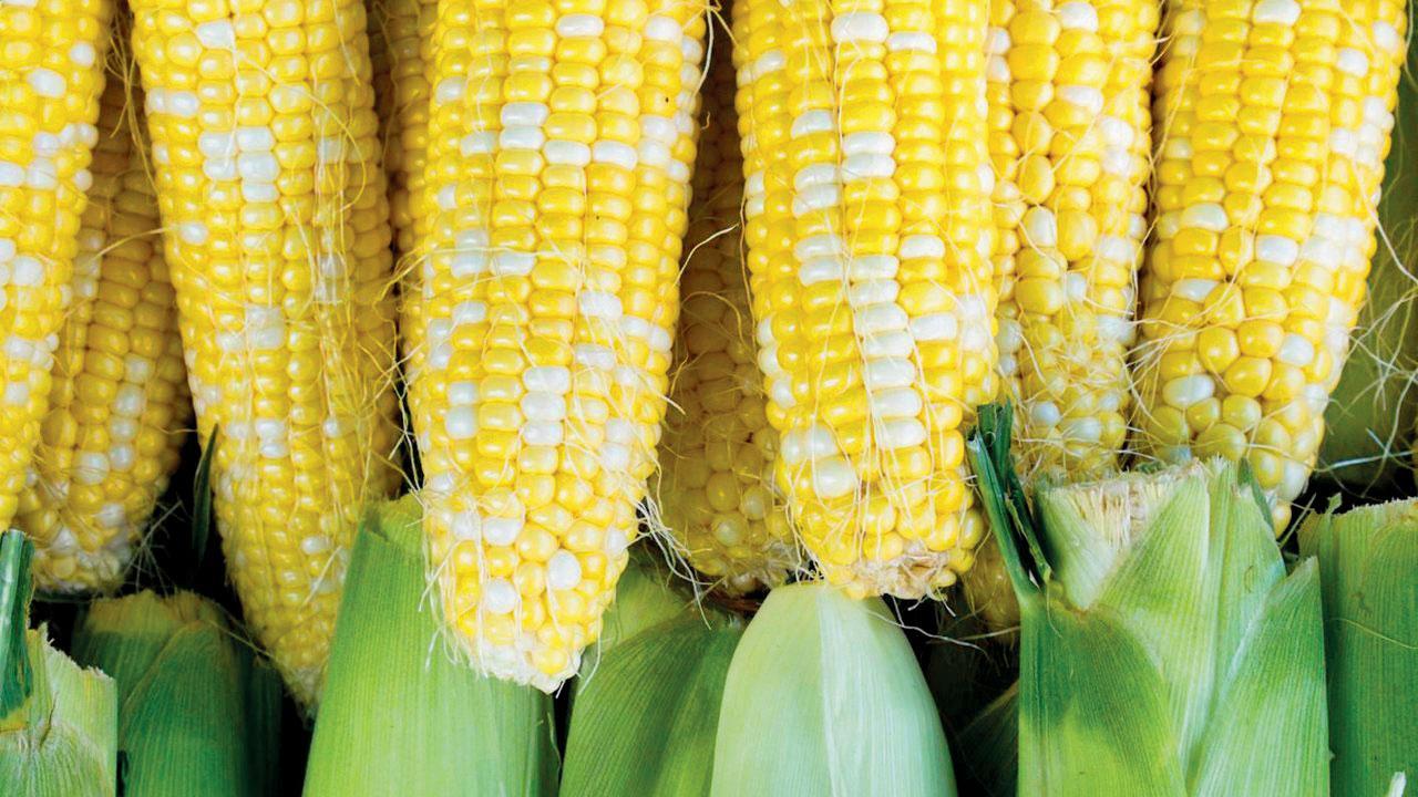 પ્રતિકાત્મક તસવીર