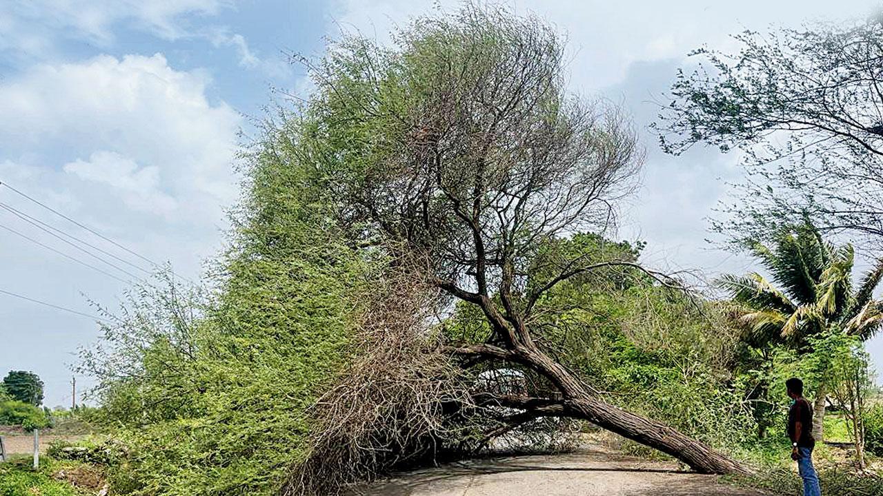 વાવાઝોડાના ભારે પવન અને વરસાદને કારણે જૂનાગઢમાં અનેક સ્થળે ઘણાં વૃક્ષ તૂટી પડ્યાં હતાં