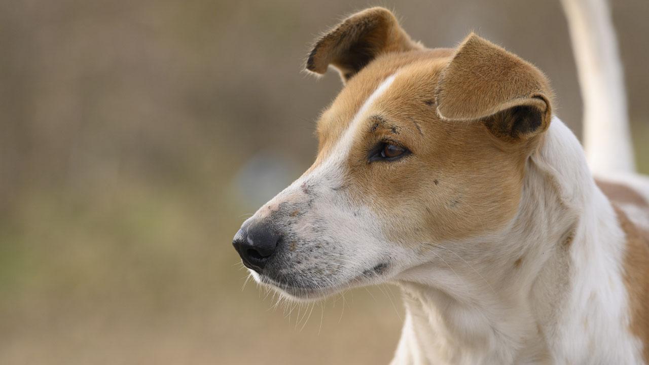 પ્રતીકાત્મક તસવીર (તસવીર સૌજન્ય : આઇસ્ટૉક)