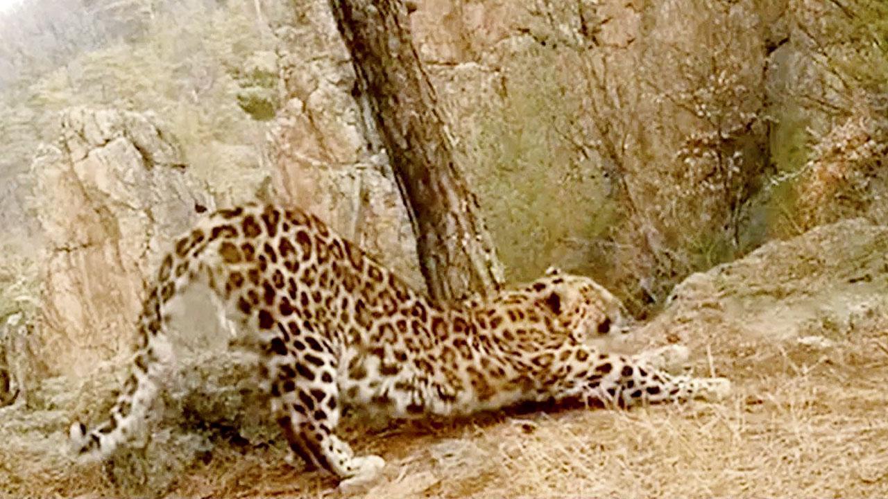 તસવીર સૌજન્ય : સોશ્યલ મીડિયા