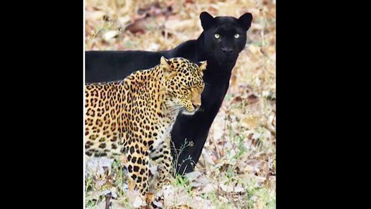 દીપડાની આ જોડીનો વિડિયો વાઇરલ