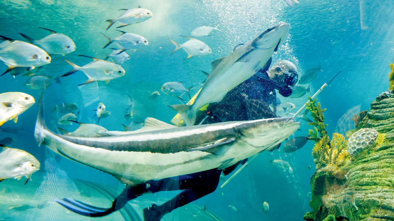 અમદાવાદમાં ગઈ કાલે સાયન્સસિટીની ઍક્વેટિક ગૅલરીની અંદર લેમન શાર્ક અને અન્ય માછલીઓને ભોજન આપી રહેલો કર્મચારી. ૧૫,૦૦૦ ચોરસ મીટરમાં ફેલાયેલી ઍક્વેટિક ગૅલરીમાં દરિયાઈ જીવસૃષ્ટિ માણવા મળે છે.