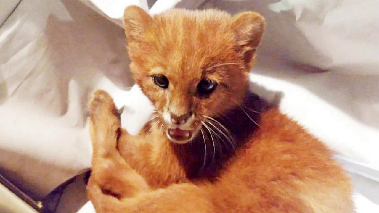 ... અને આ કિસ્સામાં, બિલાડીનું બચ્ચું સમજ્યાં, પણ જંગલી પ્રાણી નીકળ્યું