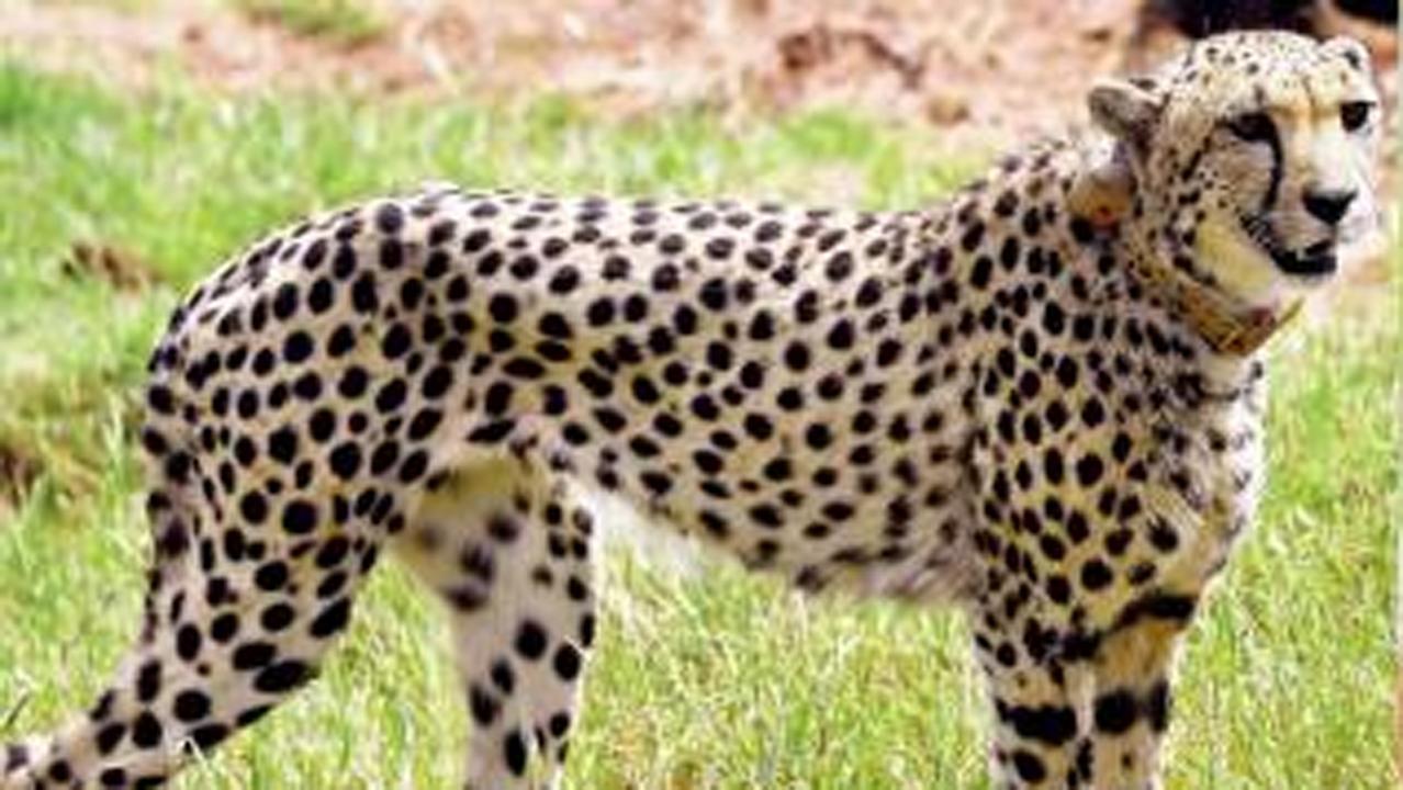 નામિબિયાથી ભારતમાં લાવવામાં આવેલી માદા ચિત્તા સાશાનું મૃત્યુ તસવીર સૌજન્ય મિડ-ડે