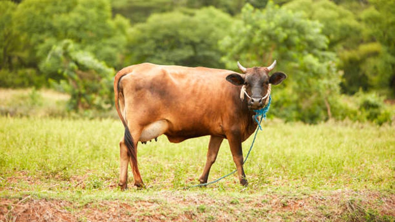 પ્રતિકાત્મક ફાઇલ તસવીર