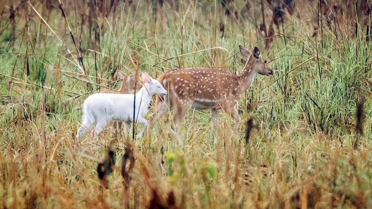 ઉત્તર પ્રદેશના અભયારણ્યમાં જોવા મળ્યું દુર્લભ સફેદ હરણ