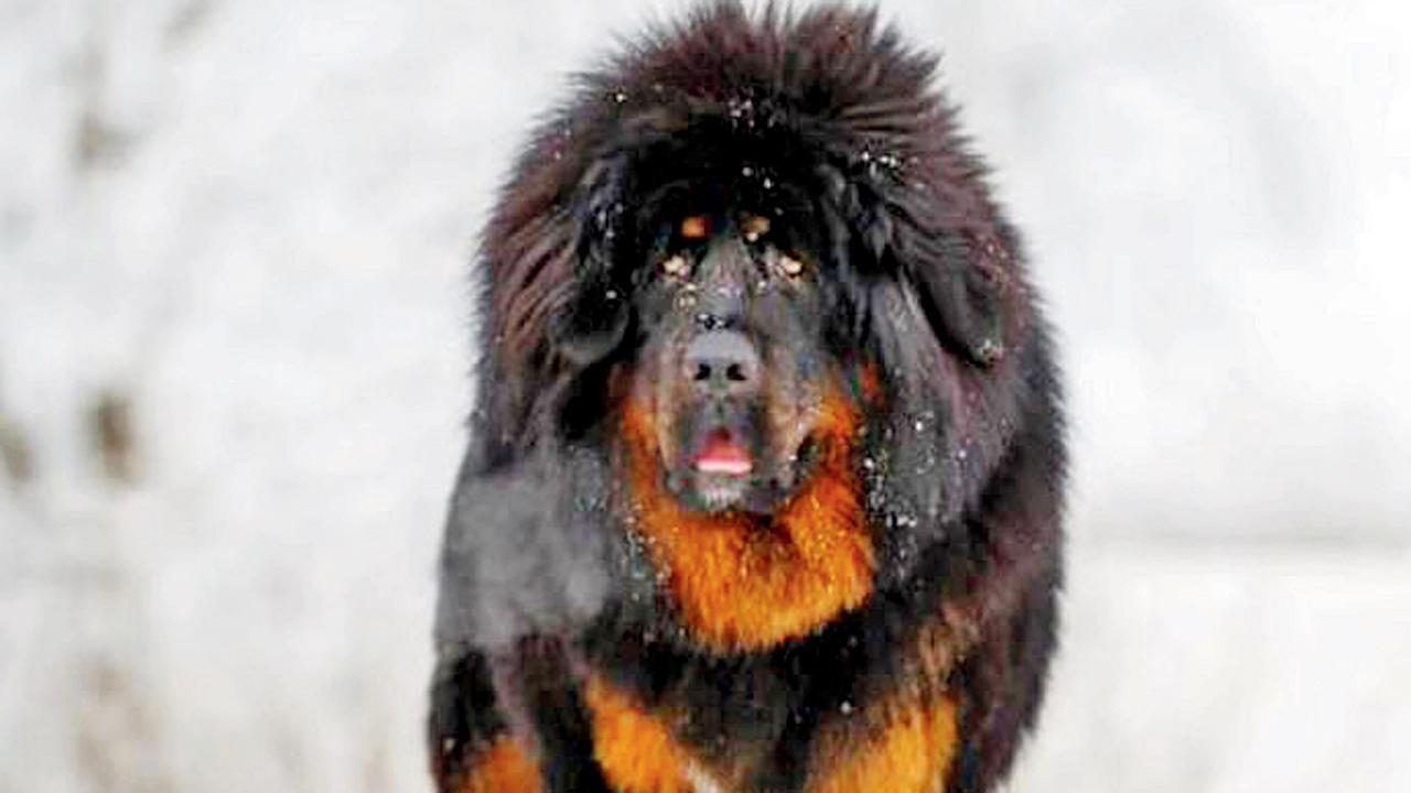 ડૉગી સમજ્યા હતા, નીકળ્યો રીંછ...