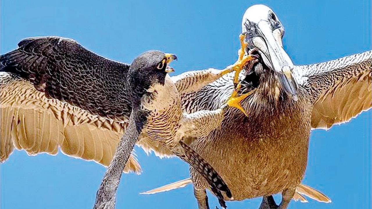 વિશાળકાય પેલિકનને ભગાડ્યું ટચૂકડા નીડર પેરેગ્રિન ફાલ્કને