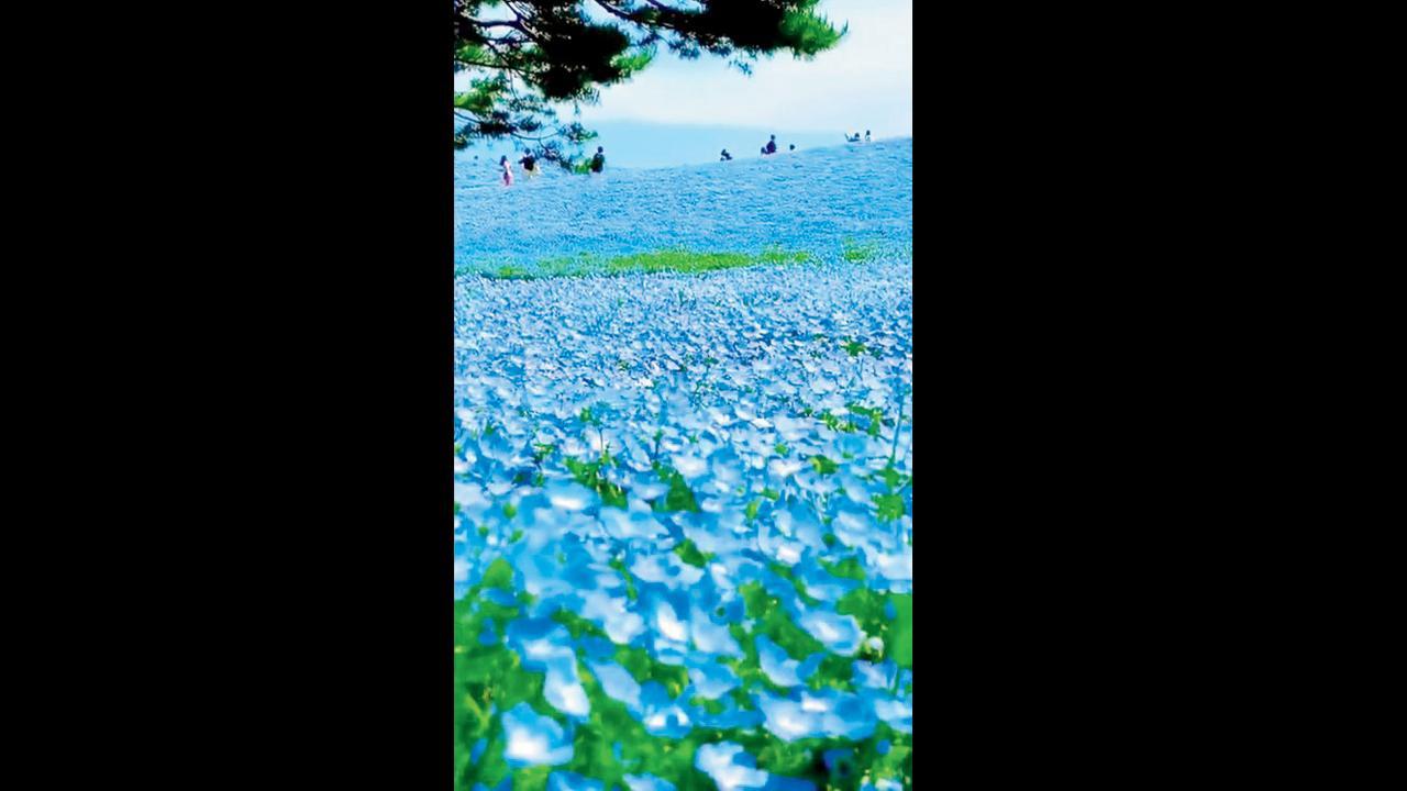 નેમોફિલા ( બેબી બ્લુ આઇઝ )ના ફૂલ