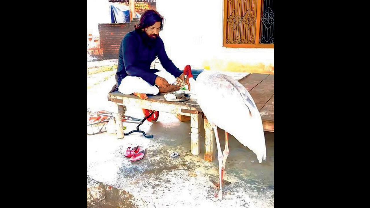 ઘાયલ સારસ સારવાર બાદ એના તારણહારનો સાથ છોડવા નથી માગતું