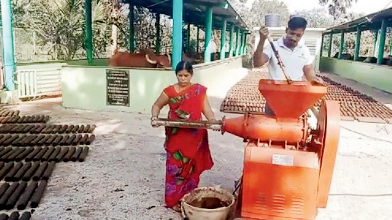 આ વર્ષે ભરપૂર ઑર્ડર મળતાં ભાઈંદરની ગૌશાળામાં છાણમાંથી બનતી સ્ટિકનું મોટા પાયે ઉત્પાદન કરવામાં આવ્યું છે.