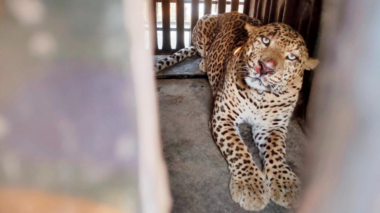 દિવસની શરૂઆતમાં જ દીપડો જાળમાં ફસાઈ ગયો હતો