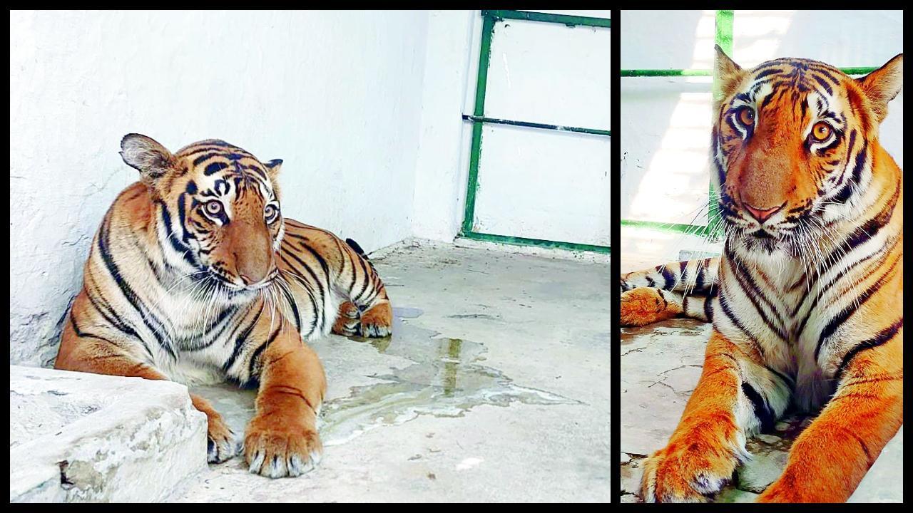 અમદાવાદ ઝૂને ૩ શિયાળ,૧૦ શાહુડી, બે ઇમુ અને ૬ સ્પૂનબિલના બદલામાં મળ્યા બે બેન્ગૉલ ટાઇગર