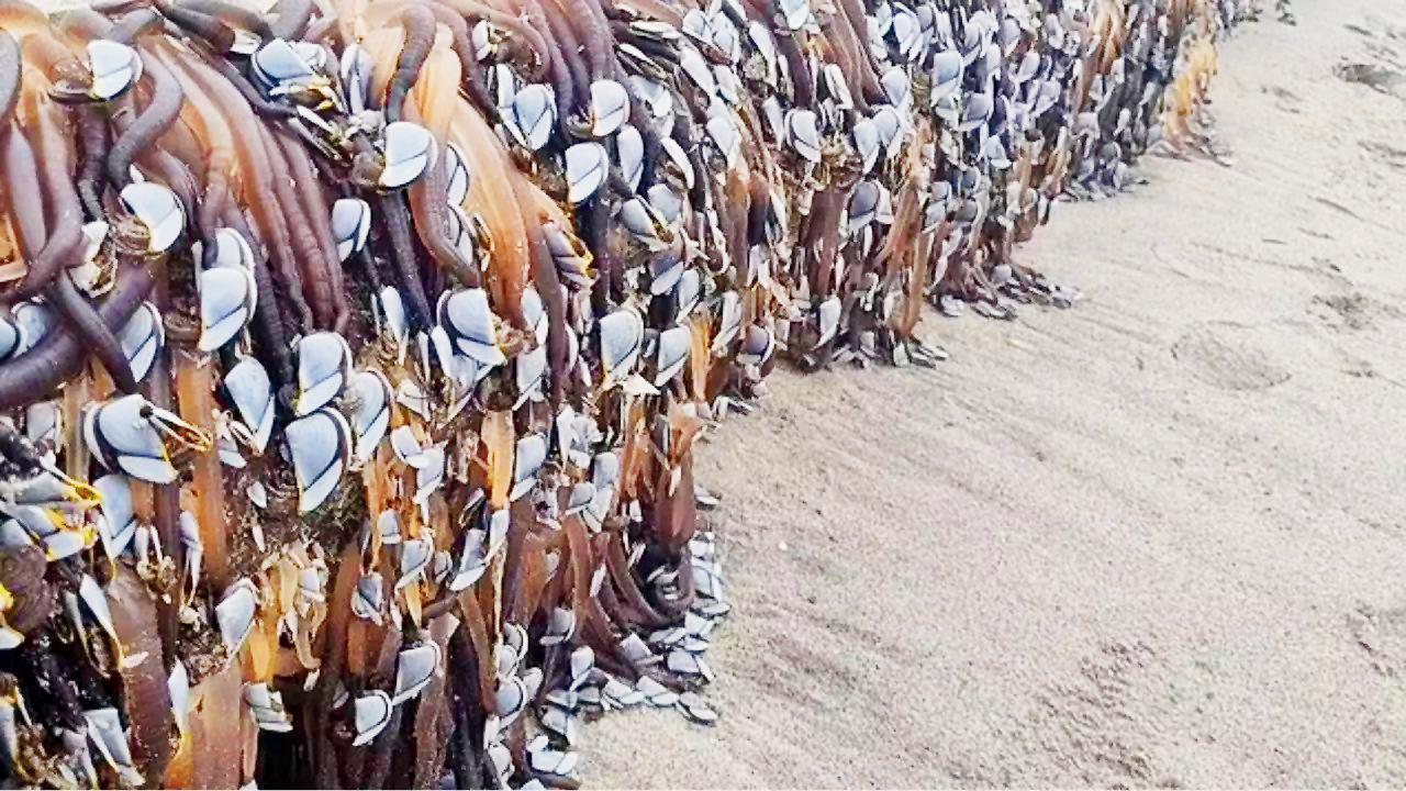 ન્યુ ઝીલૅન્ડના દરિયાકાંઠે મળ્યા વિચિત્ર દરિયાઈ જીવો