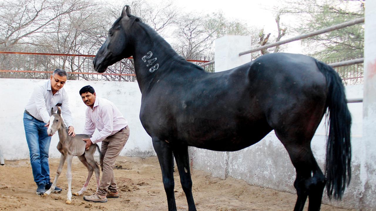 રાજ પ્રથમા