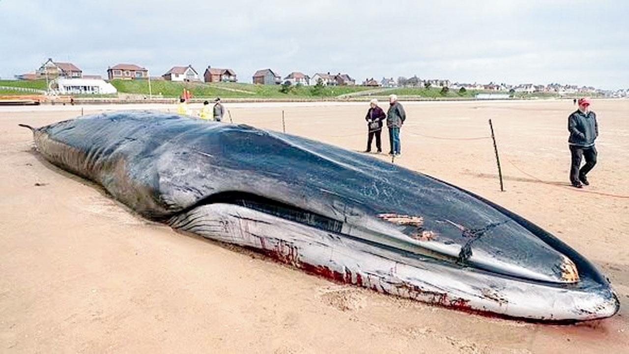 ફિનવ્હેલનું કંકાલ