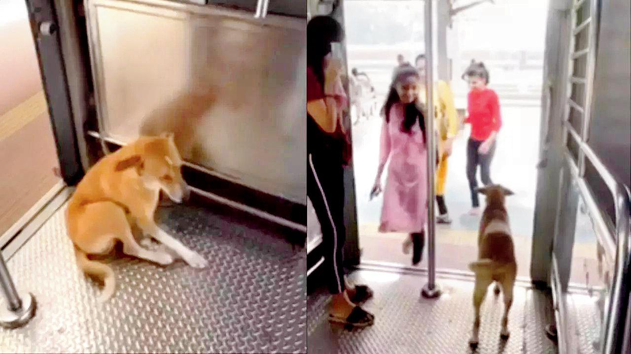 આ ડૉગ દરરોજ લોકલ ટ્રેનમાં બોરીવલીથી અંધેરી જાય છે