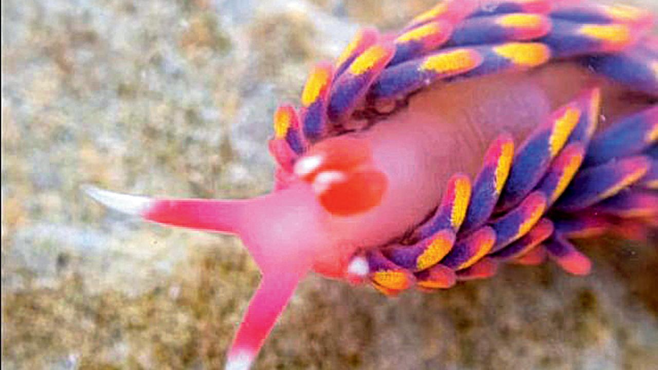 યુકેમાં જોવા મળી રંગબેરંગી ગોકળગાય