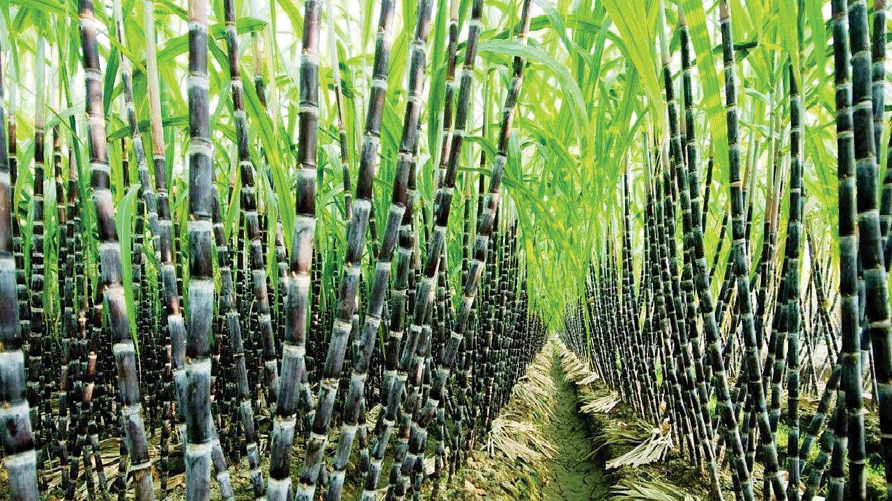 પ્રતીકાત્મક તસવીર