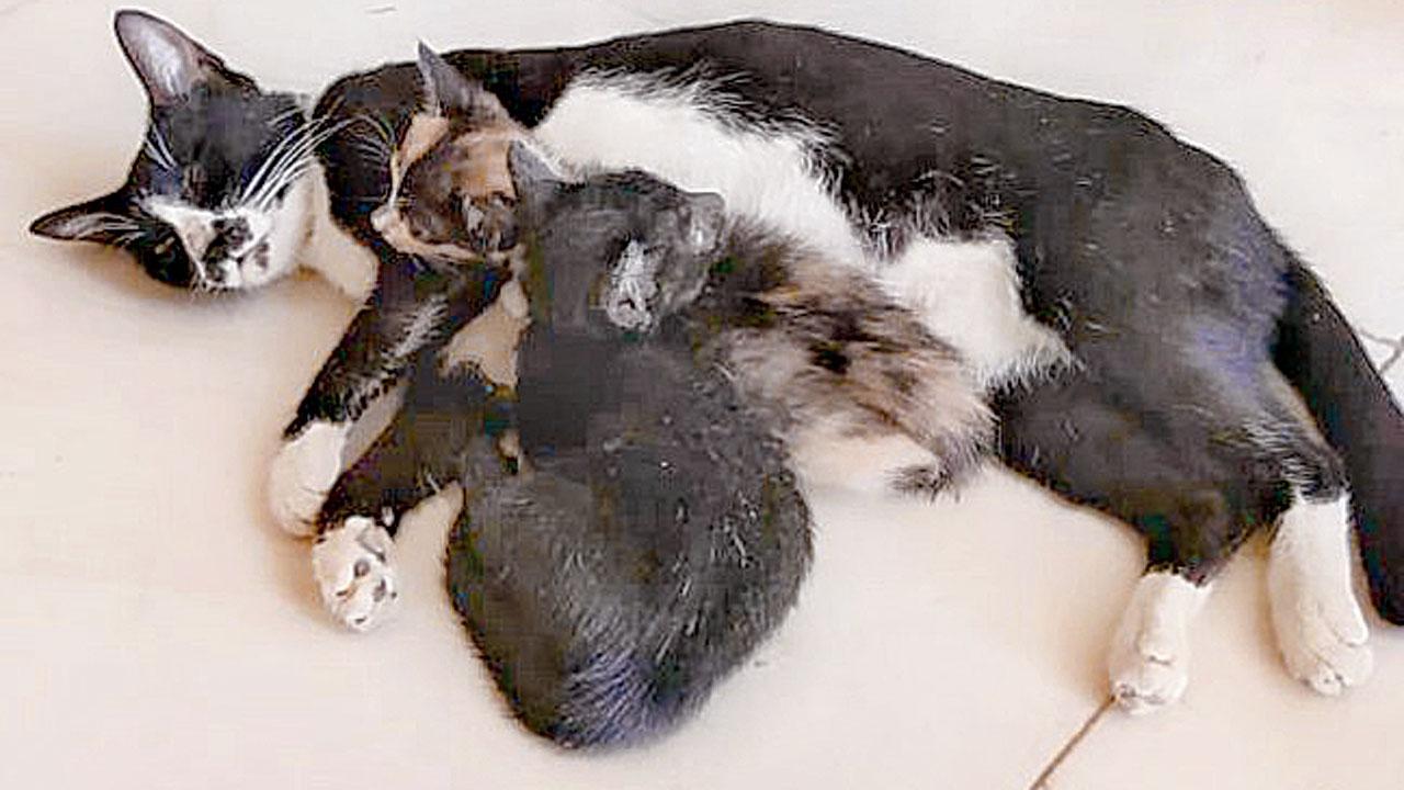 બિલાડીનું કિડનૅપિંગ