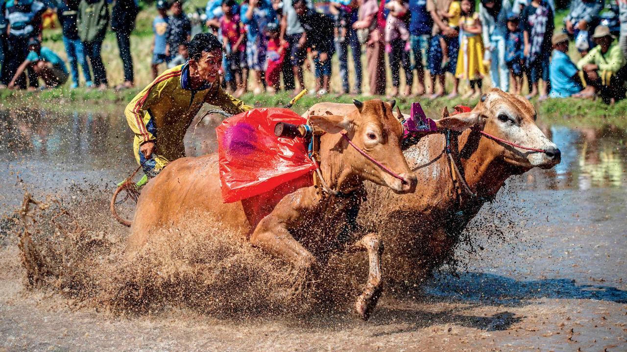 ઇન્ડોનેશિયાના સિટી પ્રોબોલિંગોમાં ગઈ કાલે ‘કરપન સપી બ્રુજુલ’ નામની ટ્રેડિશનલ બુલ રેસિંગ ઇવેન્ટ યોજાઈ હતી