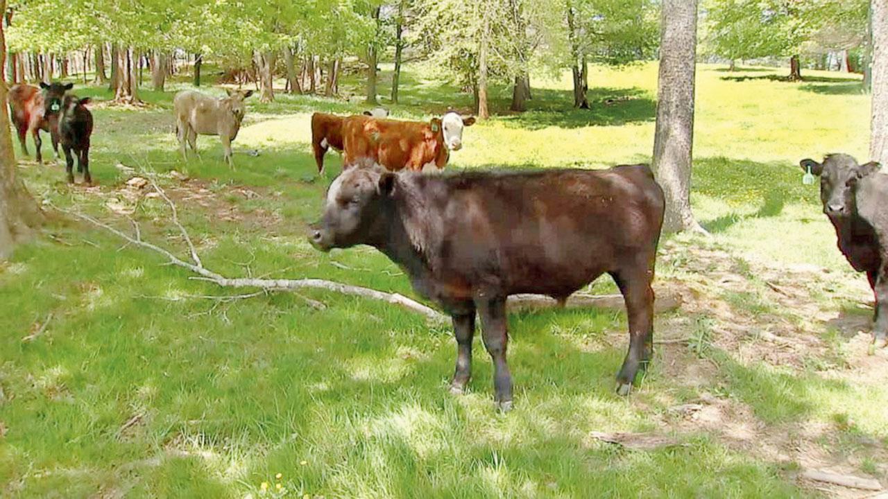 ગાયના ટોળા