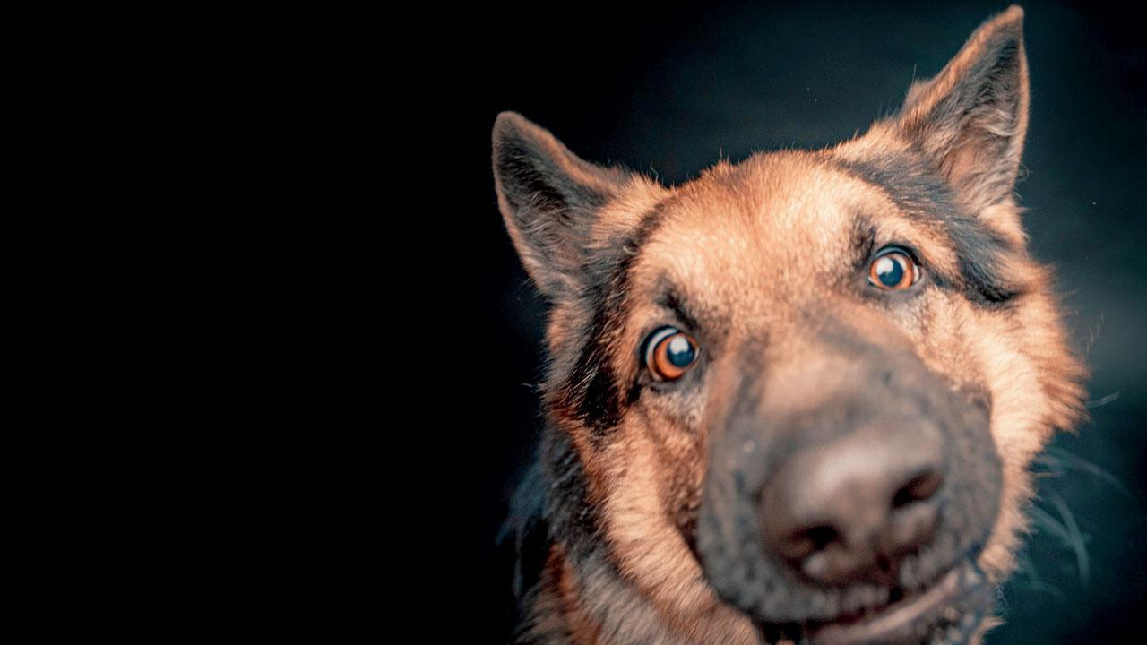 પ્રતીકાત્મક તસવીર