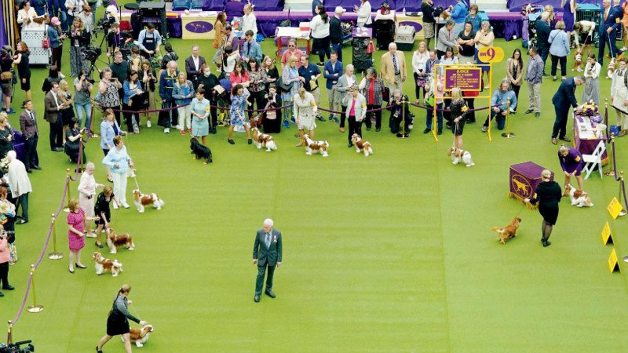 ન્યુ યૉર્કમાં આયોજિત વેસ્ટ​મિન્સ્ટર ડૉગ શોમાં જુદી-જુદી બ્રીડના ડૉગ્સ જોવા મળ્યા હતા. અહીં તેમની કૉમ્પિટિશન પણ યોજાઈ હતી.