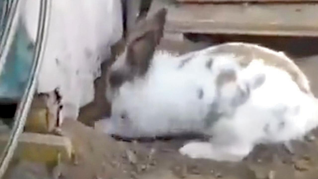 સસલાએ ફસાયેલી બિલાડીને બહાર નીકળવામાં મદદ કરી