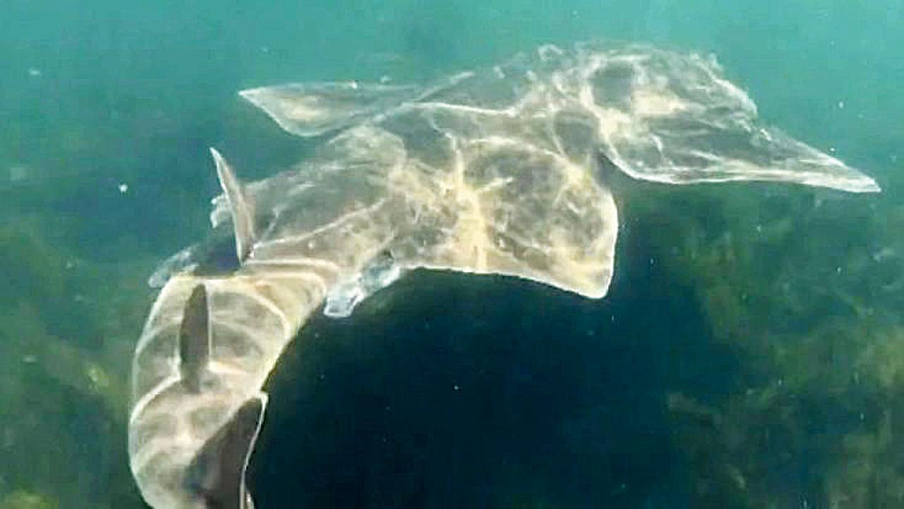 એન્જલ શાર્ક