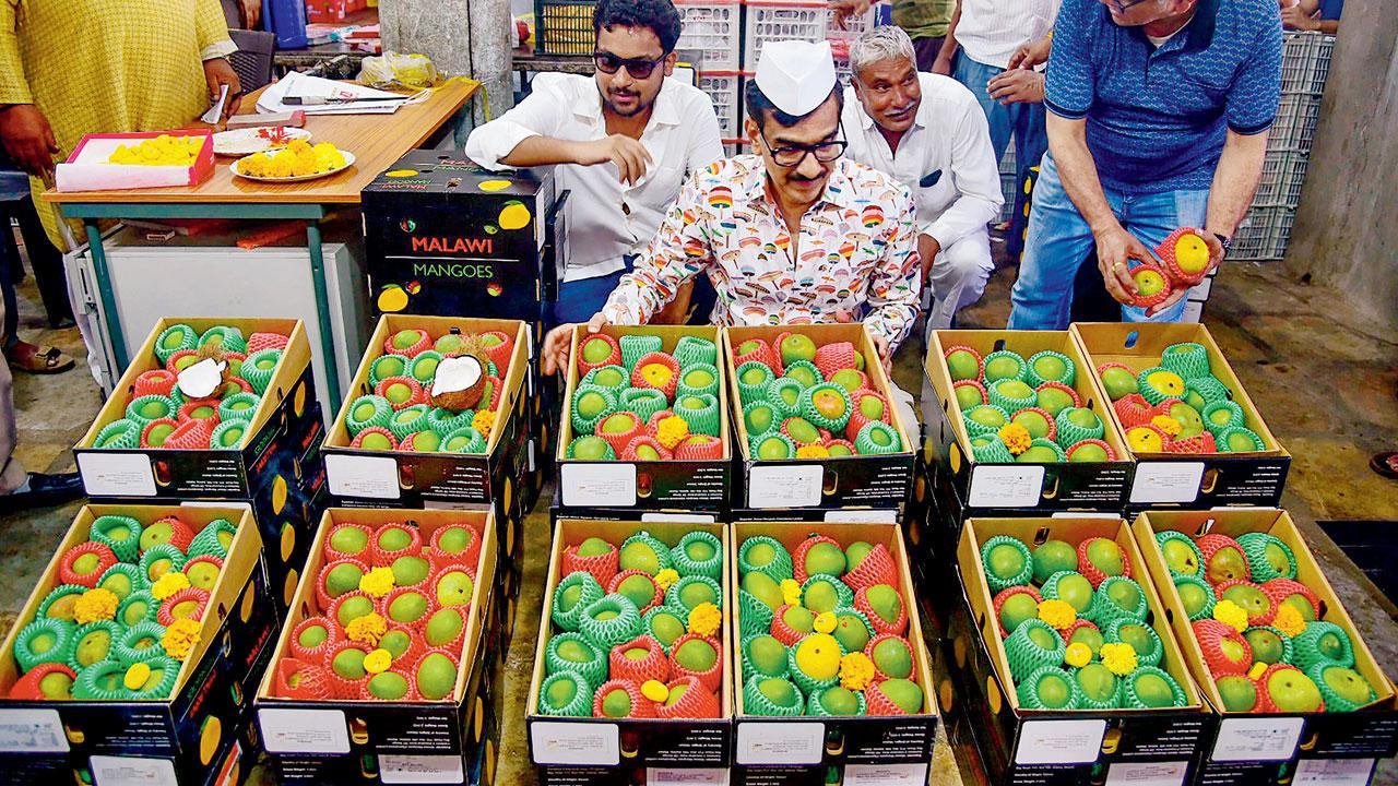 નવી મુંબઈની એપીએમસી માર્કેટમાં આવેલી આફ્રિકાની આફૂસ કેરી.  પીટીઆઈ