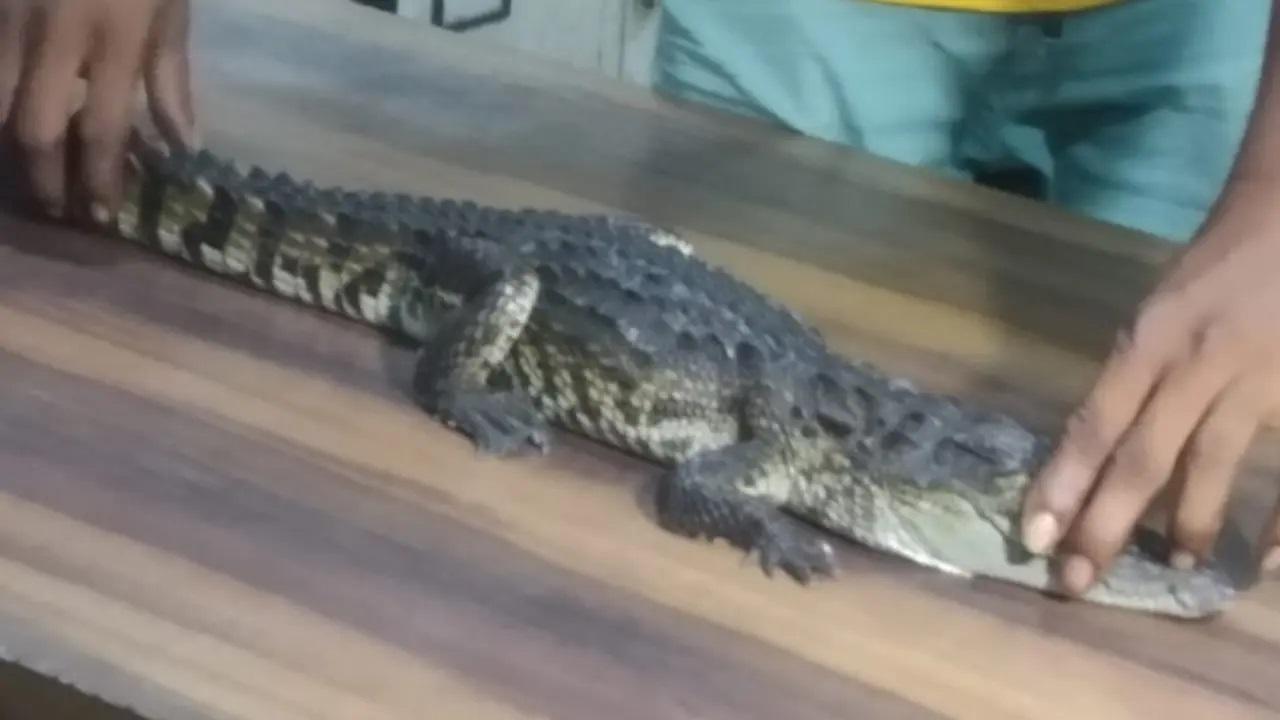 મગરનું બચ્ચું