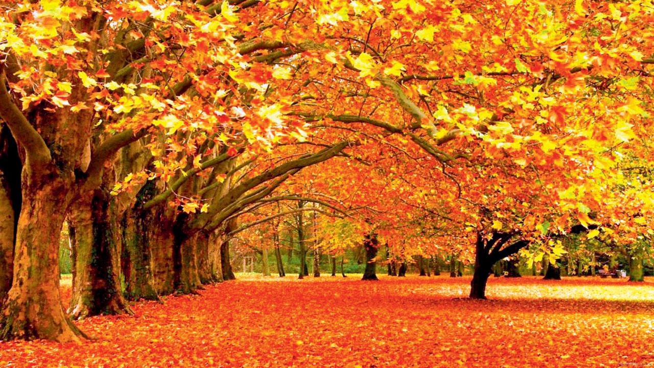 કાશ્મીરી પાનખરનો સોનેરી વૈભવ