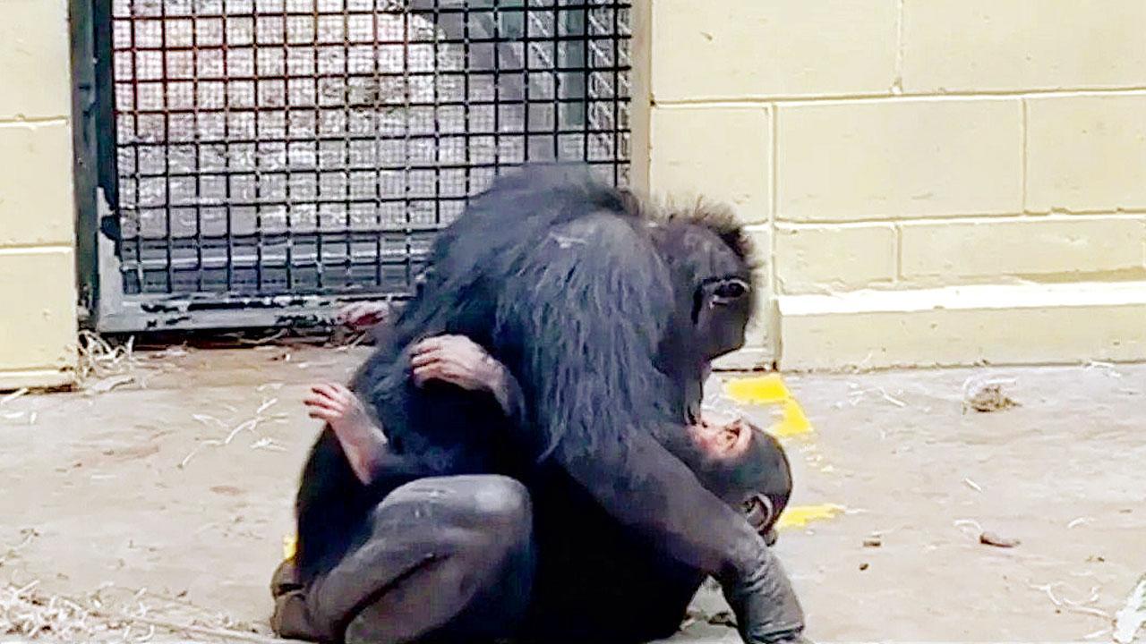 બેબી ચિમ્પાન્ઝી અને માતાનું થયું મિલન