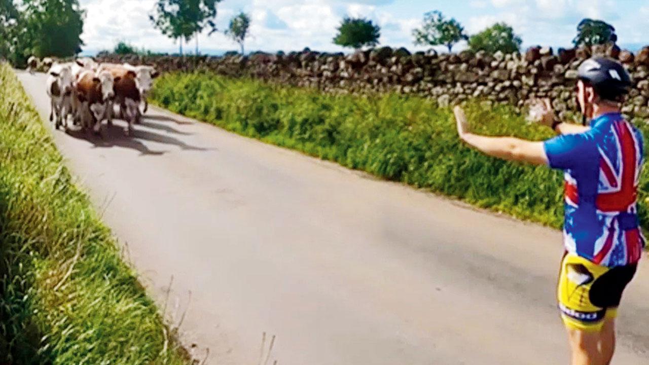 ગાયના ધણને રોકવા સાઇક્લિસ્ટ બન્યો ટ્રાફિક-પોલીસ