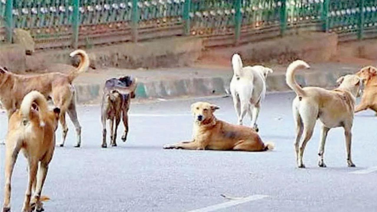 પ્રતીકાત્મક તસવીર