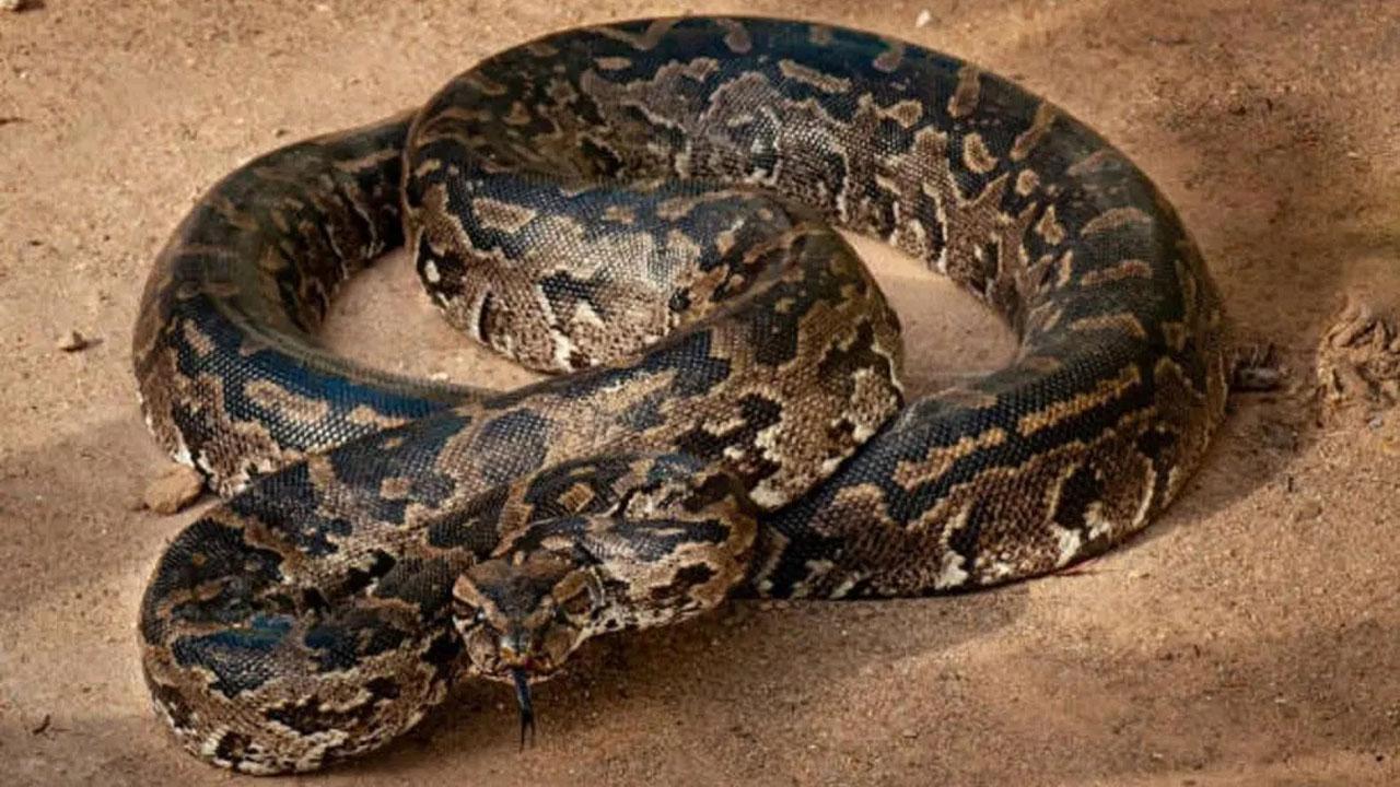 પ્રતીકાત્મક તસવીર